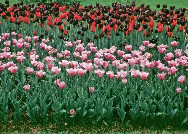 Pink blooms; Deciduous; Broadleaf