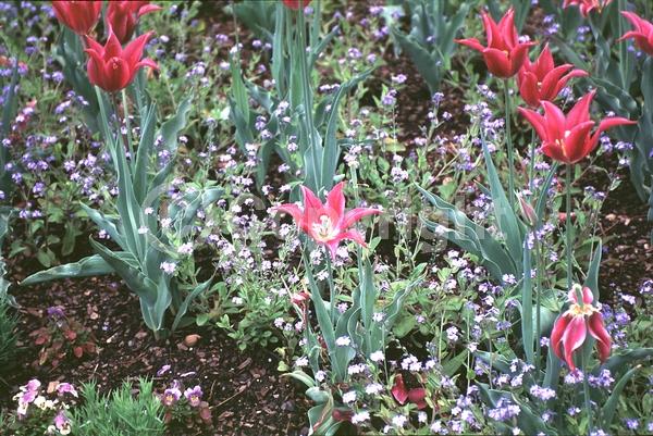 Purple blooms; Pink blooms; Deciduous; Broadleaf