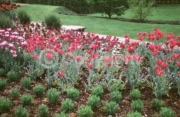 Purple blooms; Pink blooms; Deciduous; Broadleaf