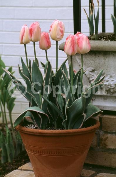 Pink blooms; Deciduous; Broadleaf