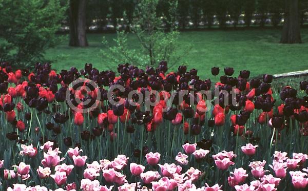 Purple blooms; Deciduous; Broadleaf