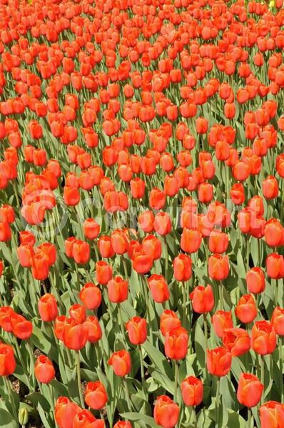 Red blooms; Orange blooms; Yellow blooms; Purple blooms; White blooms; Green blooms; Pink blooms; Deciduous; Broadleaf