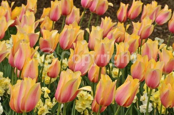 Red blooms; Orange blooms; Yellow blooms; Purple blooms; White blooms; Green blooms; Pink blooms; Deciduous; Broadleaf