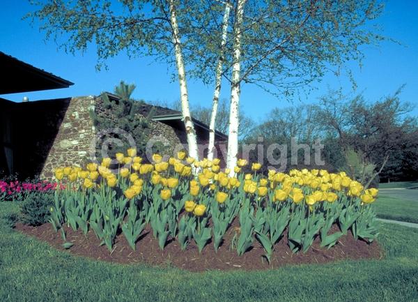 Red blooms; Orange blooms; Yellow blooms; Purple blooms; White blooms; Green blooms; Pink blooms; Deciduous; Broadleaf