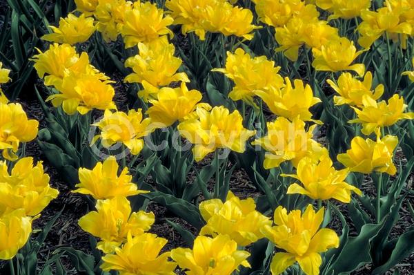 Red blooms; Orange blooms; Yellow blooms; Purple blooms; White blooms; Green blooms; Pink blooms; Deciduous; Broadleaf