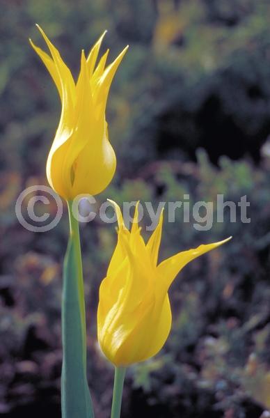 Red blooms; Orange blooms; Yellow blooms; Purple blooms; White blooms; Green blooms; Pink blooms; Deciduous; Broadleaf