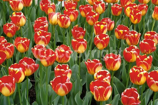 Red blooms; Orange blooms; Yellow blooms; Purple blooms; White blooms; Green blooms; Pink blooms; Deciduous; Broadleaf