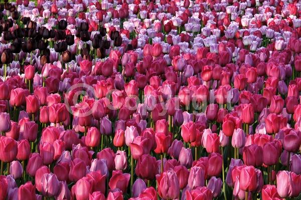 Red blooms; Orange blooms; Yellow blooms; Purple blooms; White blooms; Green blooms; Pink blooms; Deciduous; Broadleaf