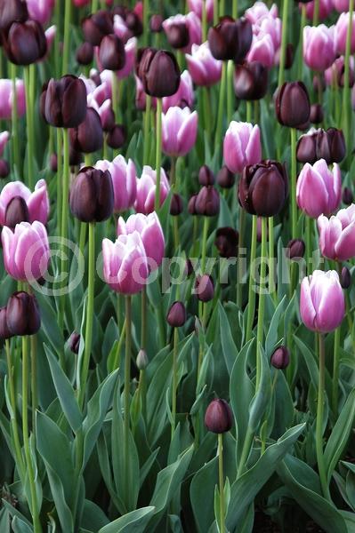 Red blooms; Orange blooms; Yellow blooms; Purple blooms; White blooms; Green blooms; Pink blooms; Deciduous; Broadleaf