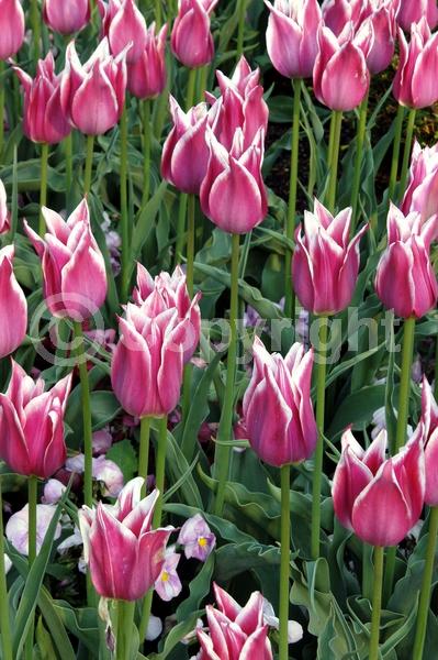 Red blooms; Orange blooms; Yellow blooms; Purple blooms; White blooms; Green blooms; Pink blooms; Deciduous; Broadleaf