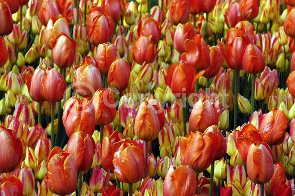 Red blooms; Orange blooms; Yellow blooms; Purple blooms; White blooms; Green blooms; Pink blooms; Deciduous; Broadleaf