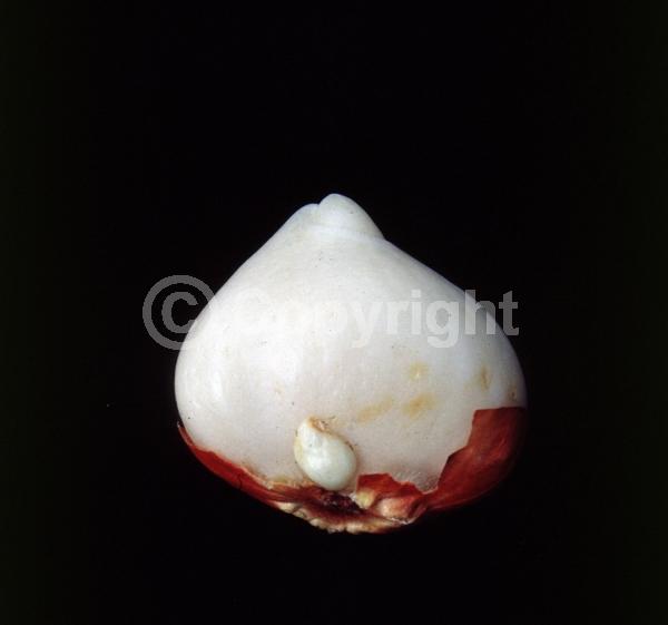 Red blooms; Orange blooms; Yellow blooms; Purple blooms; White blooms; Green blooms; Pink blooms; Deciduous; Broadleaf