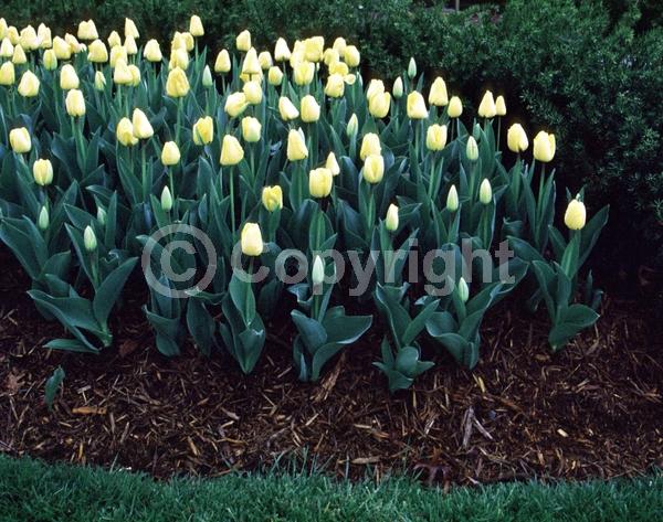 Red blooms; Orange blooms; Yellow blooms; Purple blooms; White blooms; Green blooms; Pink blooms; Deciduous; Broadleaf