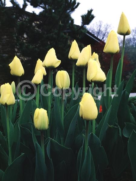 Red blooms; Orange blooms; Yellow blooms; Purple blooms; White blooms; Green blooms; Pink blooms; Deciduous; Broadleaf