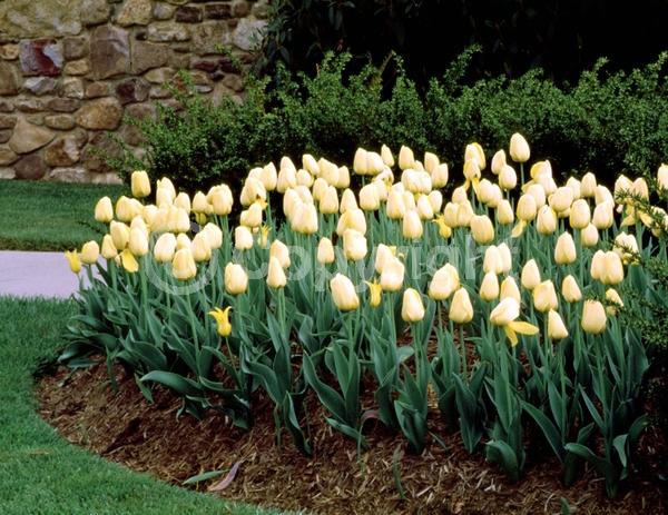 Red blooms; Orange blooms; Yellow blooms; Purple blooms; White blooms; Green blooms; Pink blooms; Deciduous; Broadleaf