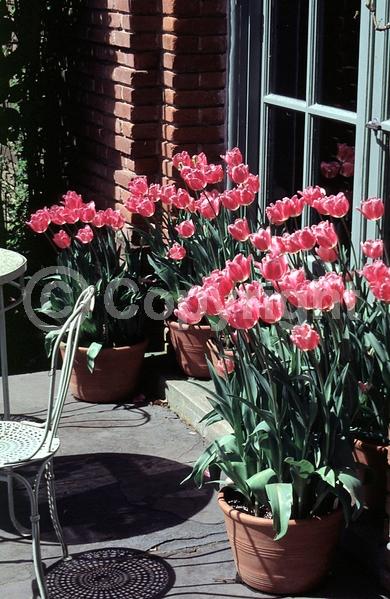 Red blooms; Orange blooms; Yellow blooms; Purple blooms; White blooms; Green blooms; Pink blooms; Deciduous; Broadleaf