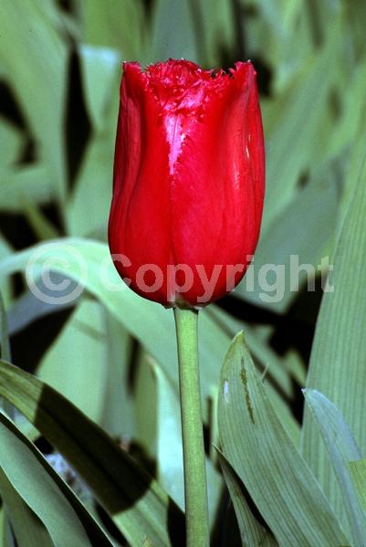 Red blooms; Orange blooms; Yellow blooms; Purple blooms; White blooms; Green blooms; Pink blooms; Deciduous; Broadleaf