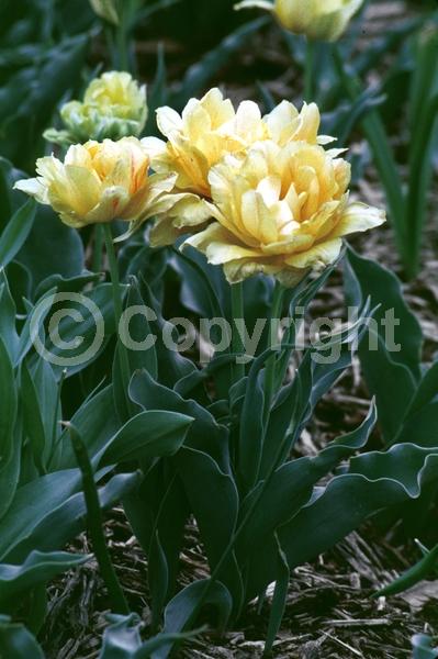 Red blooms; Orange blooms; Yellow blooms; Purple blooms; White blooms; Green blooms; Pink blooms; Deciduous; Broadleaf