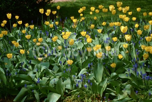 Red blooms; Orange blooms; Yellow blooms; Purple blooms; White blooms; Green blooms; Pink blooms; Deciduous; Broadleaf