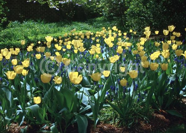 Red blooms; Orange blooms; Yellow blooms; Purple blooms; White blooms; Green blooms; Pink blooms; Deciduous; Broadleaf