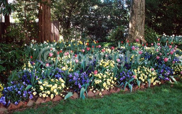 Red blooms; Orange blooms; Yellow blooms; Purple blooms; White blooms; Green blooms; Pink blooms; Deciduous; Broadleaf