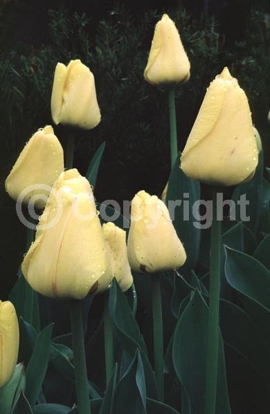 Red blooms; Orange blooms; Yellow blooms; Purple blooms; White blooms; Green blooms; Pink blooms; Deciduous; Broadleaf