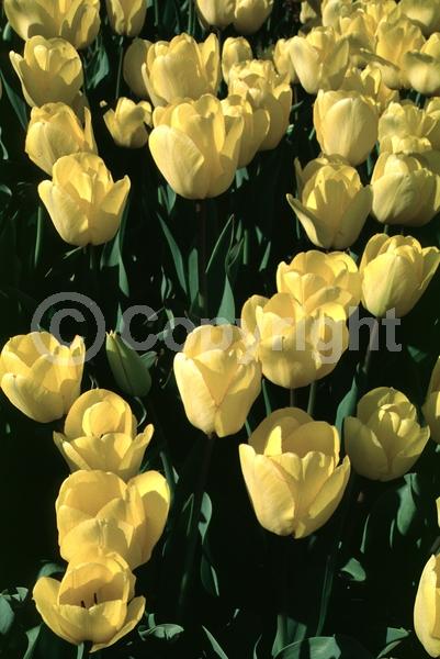 Red blooms; Orange blooms; Yellow blooms; Purple blooms; White blooms; Green blooms; Pink blooms; Deciduous; Broadleaf