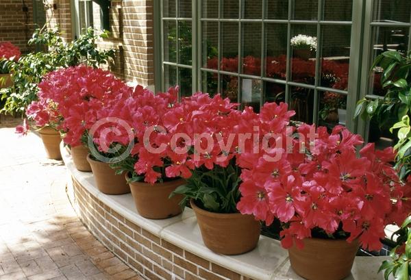 Red blooms; Orange blooms; Yellow blooms; Purple blooms; White blooms; Green blooms; Pink blooms; Deciduous; Broadleaf