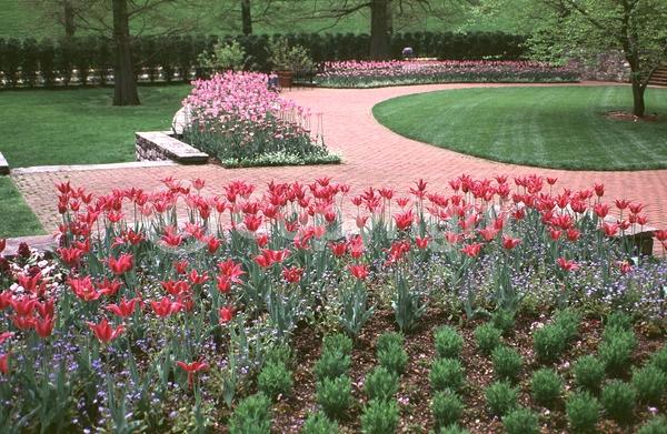 Red blooms; Orange blooms; Yellow blooms; Purple blooms; White blooms; Green blooms; Pink blooms; Deciduous; Broadleaf