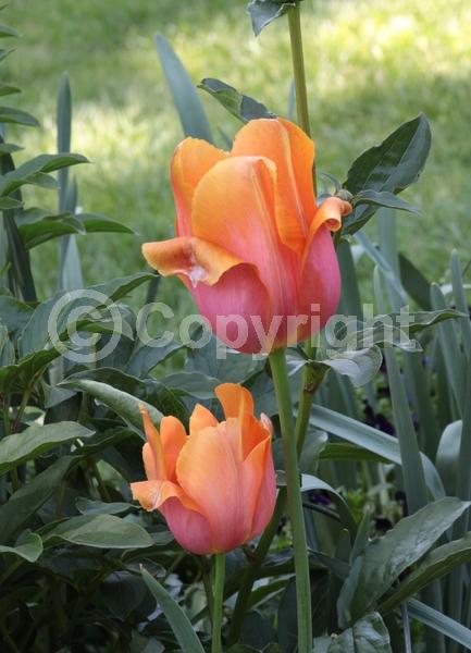 Red blooms; Orange blooms; Yellow blooms; Purple blooms; White blooms; Green blooms; Pink blooms; Deciduous; Broadleaf