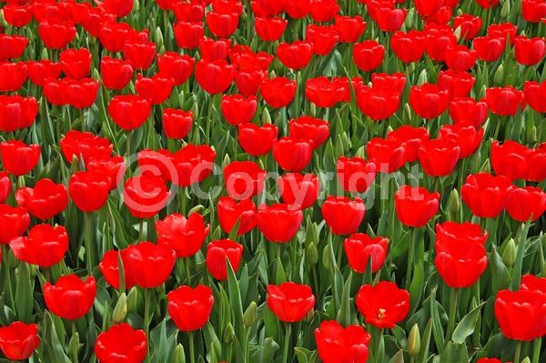 Red blooms; Orange blooms; Yellow blooms; Purple blooms; White blooms; Green blooms; Pink blooms; Deciduous; Broadleaf