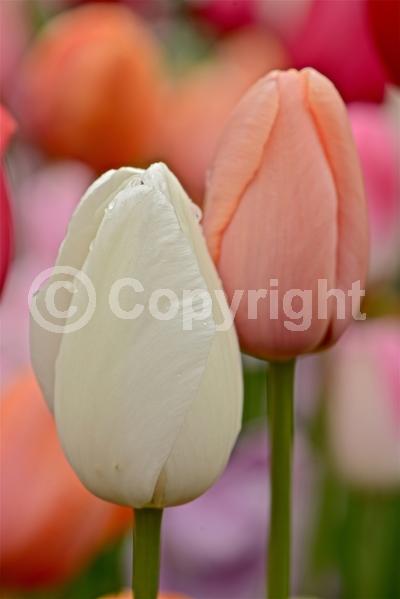 Red blooms; Orange blooms; Yellow blooms; Purple blooms; White blooms; Green blooms; Pink blooms; Deciduous; Broadleaf