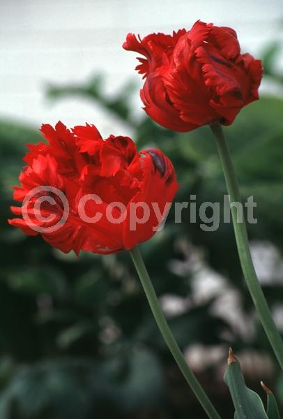 Red blooms; Purple blooms; Deciduous; Broadleaf
