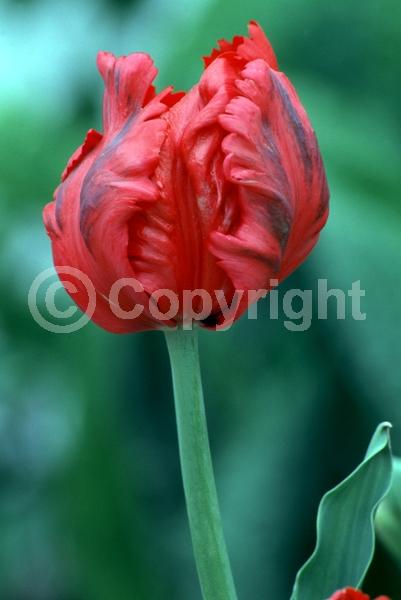 Red blooms; Purple blooms; Deciduous; Broadleaf