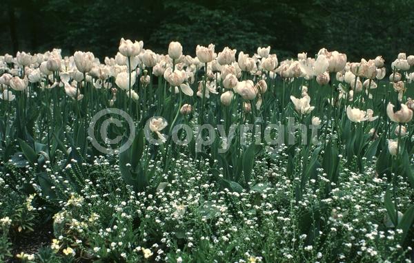 Purple blooms; White blooms; Deciduous; Broadleaf