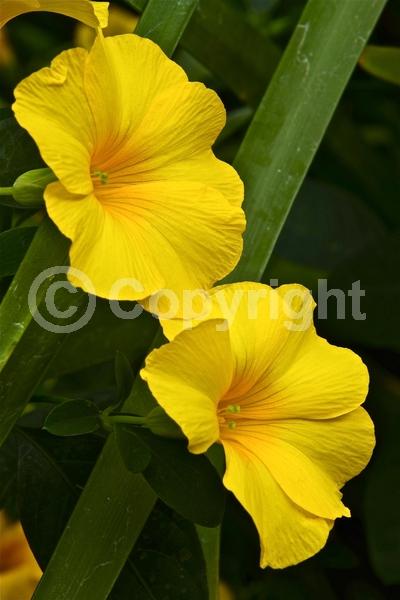 Yellow blooms; Evergreen; North American Native