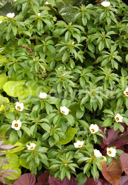 Yellow blooms; Evergreen; North American Native