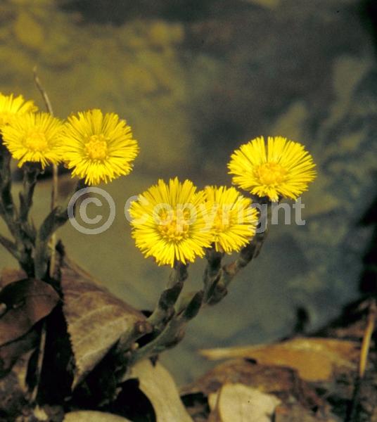 Yellow blooms; Deciduous; Broadleaf