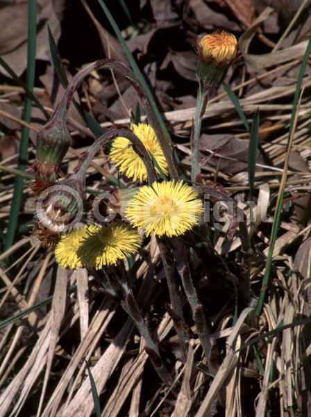Yellow blooms; Deciduous; Broadleaf