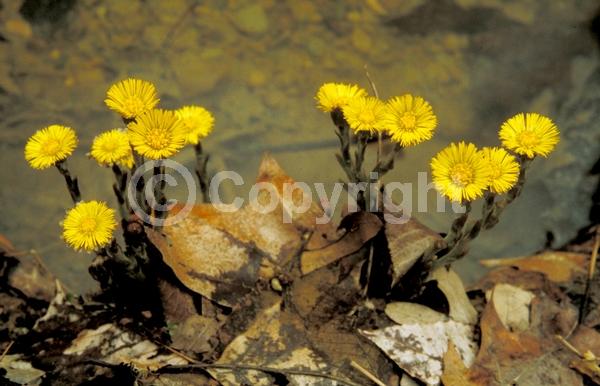 Yellow blooms; Deciduous; Broadleaf