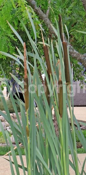 Brown blooms; Deciduous; North American Native