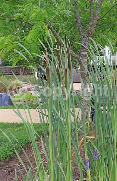 Brown blooms; Deciduous; North American Native