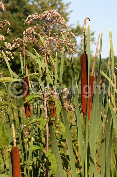 Brown blooms; Deciduous; North American Native