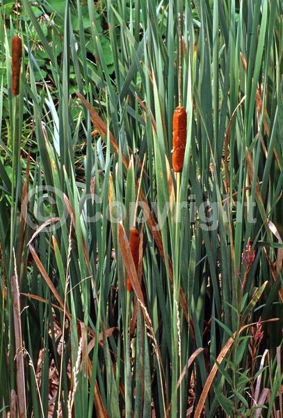 Brown blooms; Deciduous; North American Native