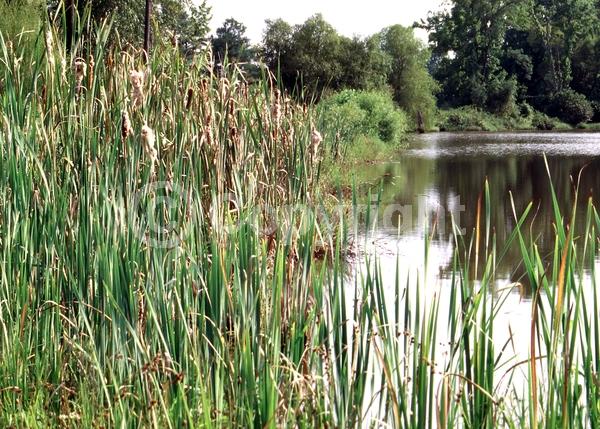 Brown blooms; Deciduous; North American Native