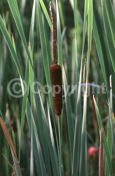 Brown blooms; Deciduous; North American Native