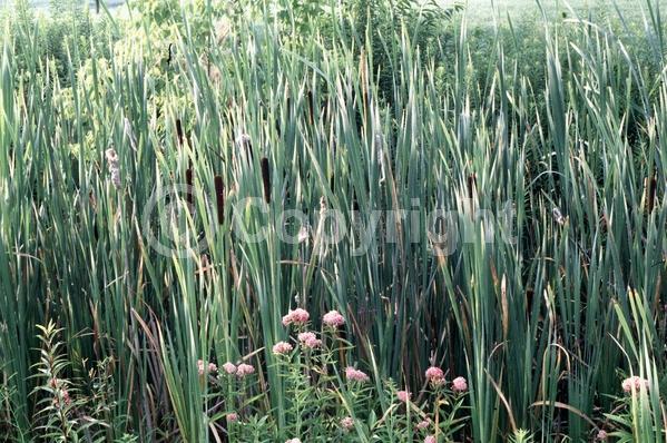 Brown blooms; Deciduous; North American Native
