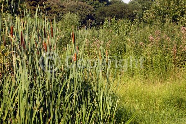 Brown blooms; Deciduous; North American Native