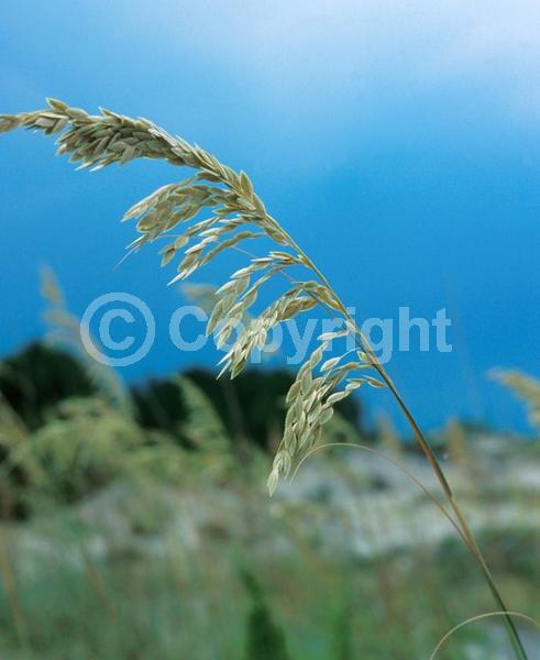 Brown blooms; Evergreen; North American Native
