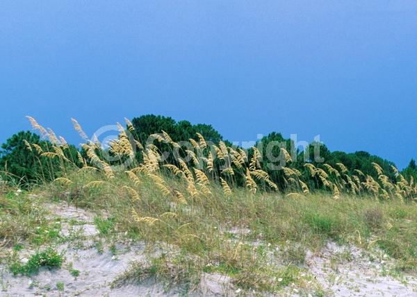 Brown blooms; Evergreen; North American Native